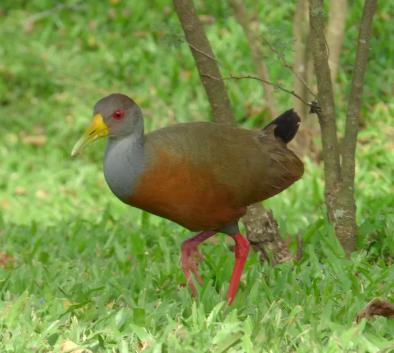 Gray-necked Wood-Rail