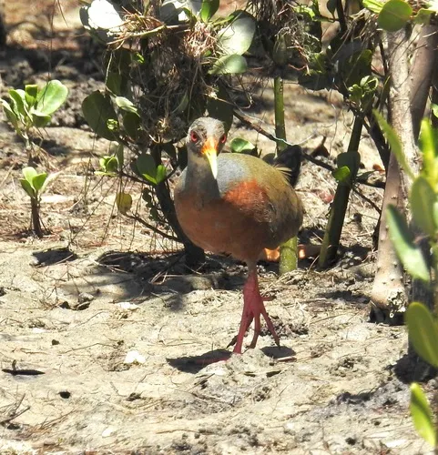 Little Wood-Rail