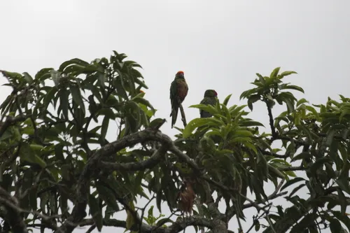 Jandaia-de-testa-vermelha