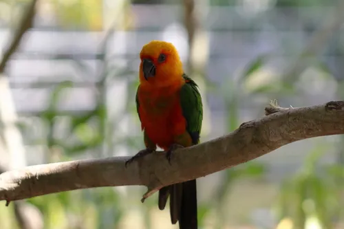 Jandaya Parakeet