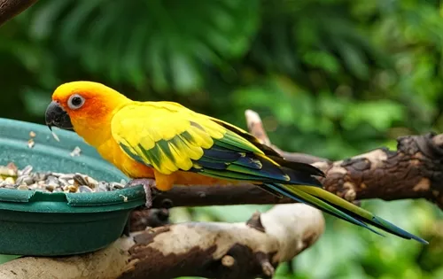 Sun Parakeet
