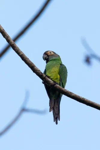 Dusky-headed Parakeet