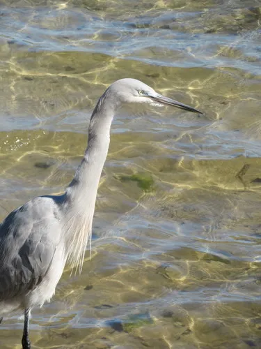 Garça-branca-grande