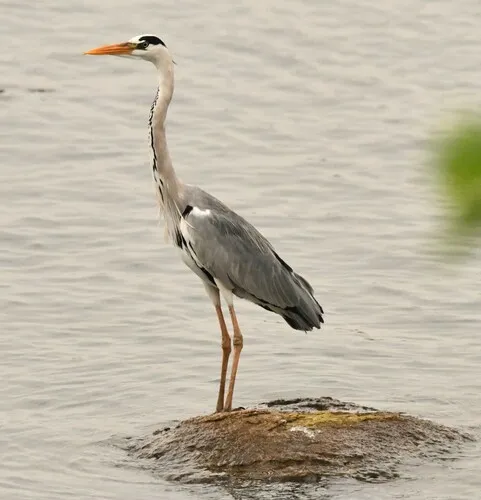 Gray Heron