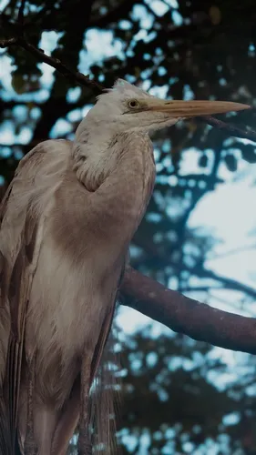 Cocoi Heron