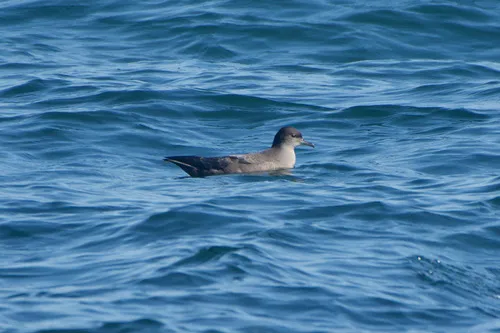 Short-tailed Shearwater