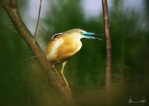 Squacco Heron