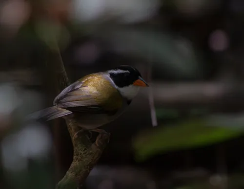 Saffron-billed Sparrow