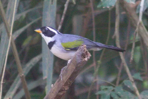 Gray-backed Sparrow