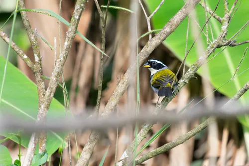 Half-collared Sparrow