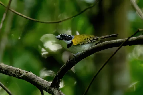 Pectoral Sparrow