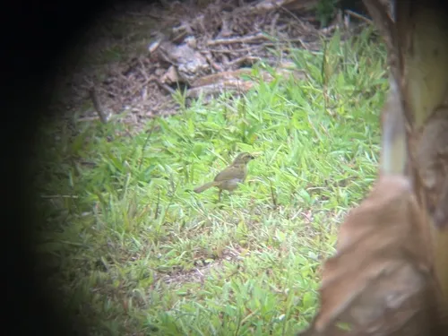 Black-striped Sparrow