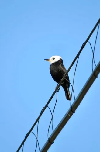 White-headed Marsh Tyrant