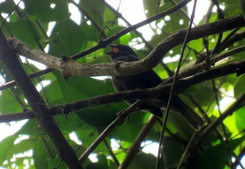 Sooty Grassquit