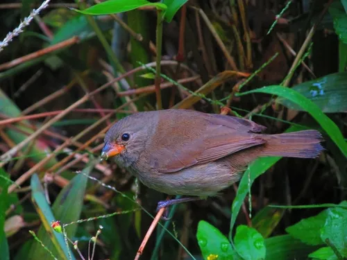 Dull-colored Grassquit