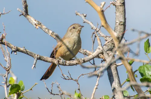 Short-billed Canastero
