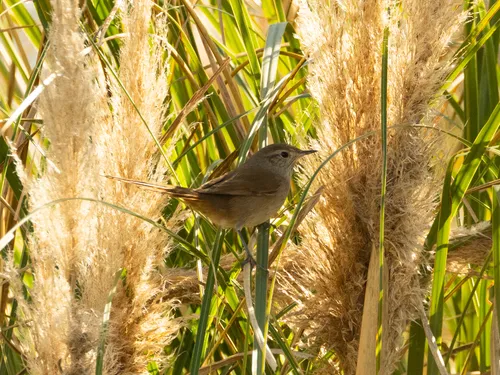Sharp-billed Canastero