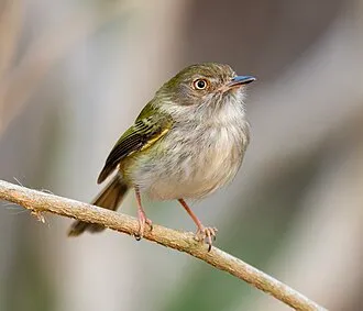 Pale-eyed Pygmy-Tyrant