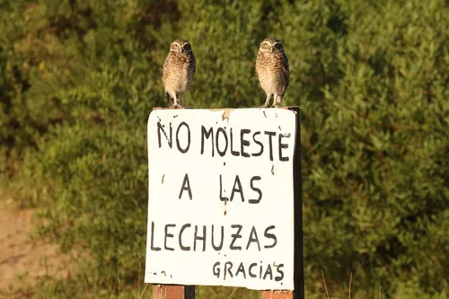 Coruja-buraqueira