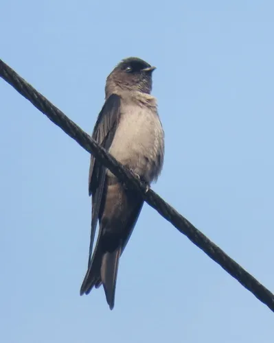Calcinha-branca