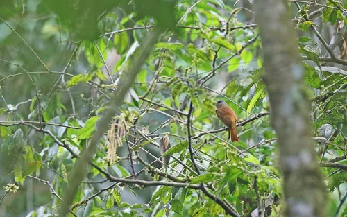 Citron-bellied Attila