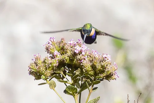 Beija-flor-de-gravata-verde
