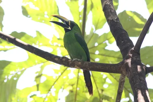 Black-throated Toucanet