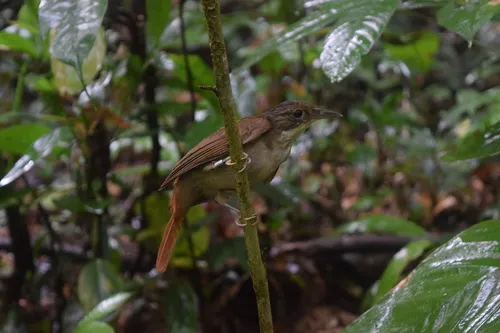 Olive-backed Foliage-gleaner