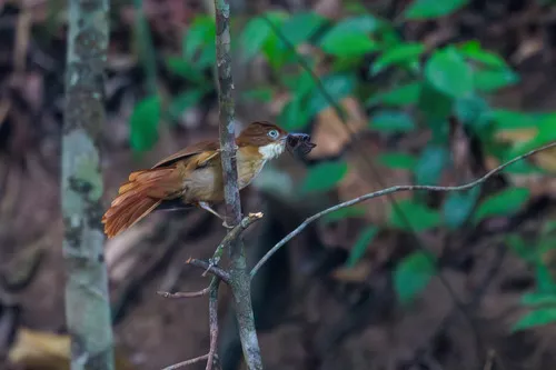 Pernambuco Foliage-gleaner
