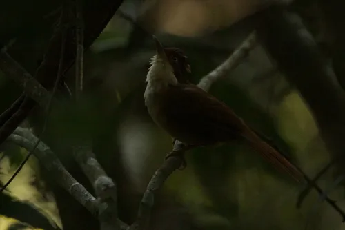 White-eyed Foliage-gleaner