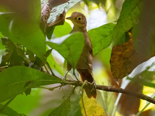 Buff-throated Foliage-gleaner