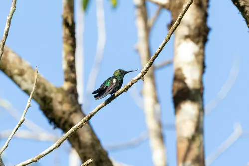 Fiery-tailed Awlbill