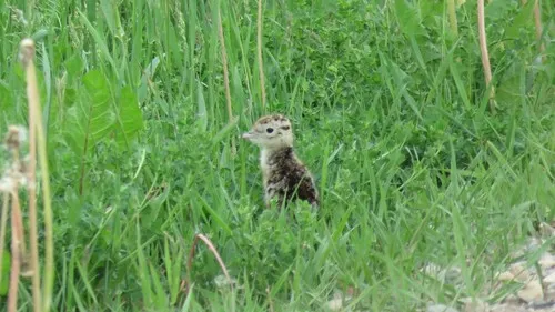 Upland Sandpiper