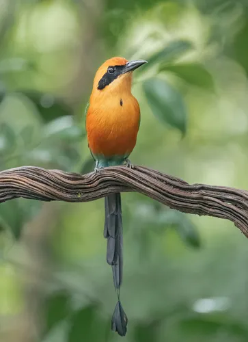 Rufous Motmot