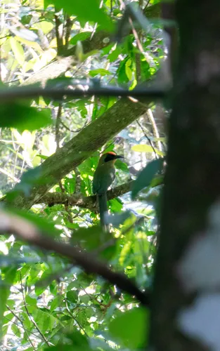 Rufous-capped Motmot
