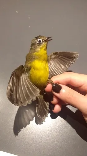 Golden-crowned Warbler