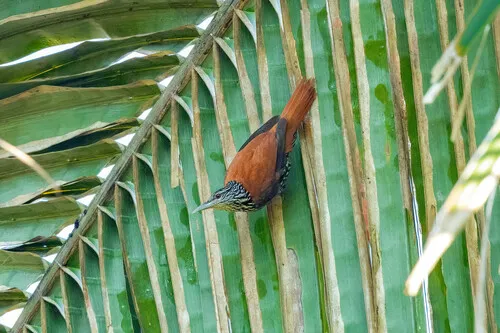 Point-tailed Palmcreeper