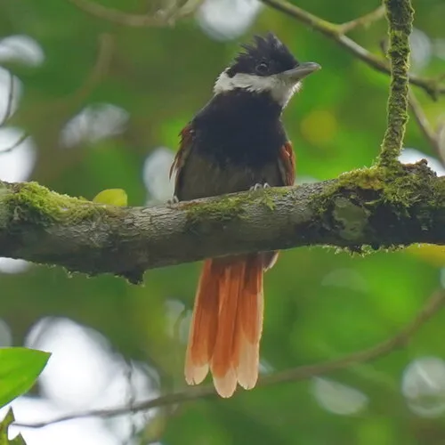 White-bearded Antshrike
