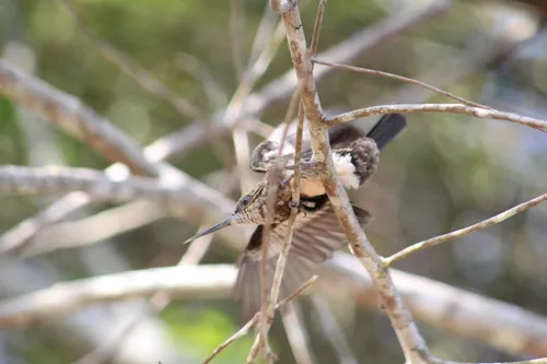 Brown Jacamar