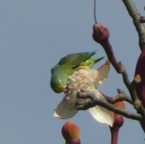 Tui Parakeet