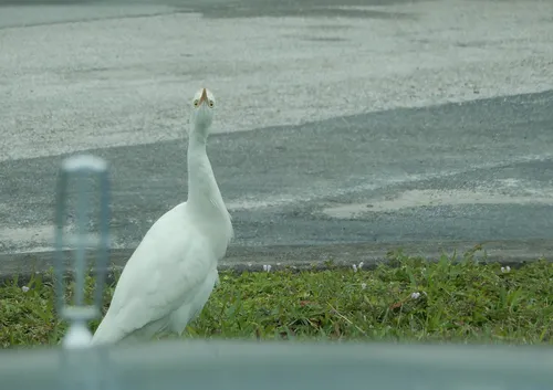 Cattle Egret