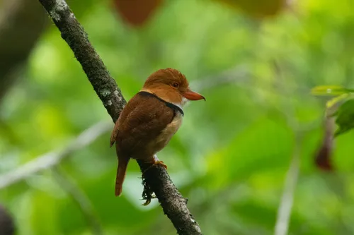 Collared Puffbird
