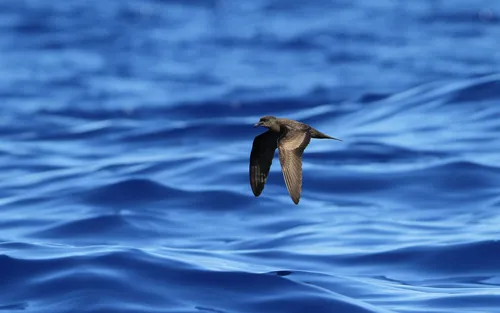 Bulwer's Petrel