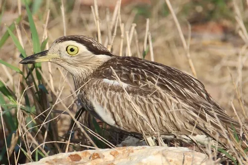 Double-striped Thick-knee