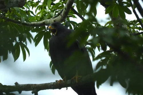 Zone-tailed Hawk