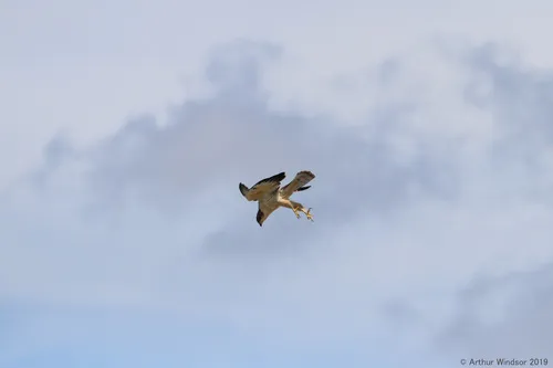 Short-tailed Hawk