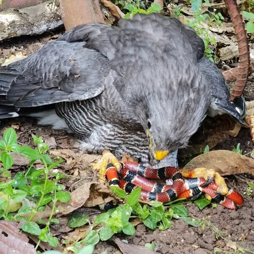 Gray-lined Hawk