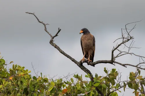 Rufous Crab Hawk