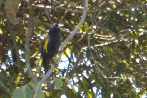 Tecelão