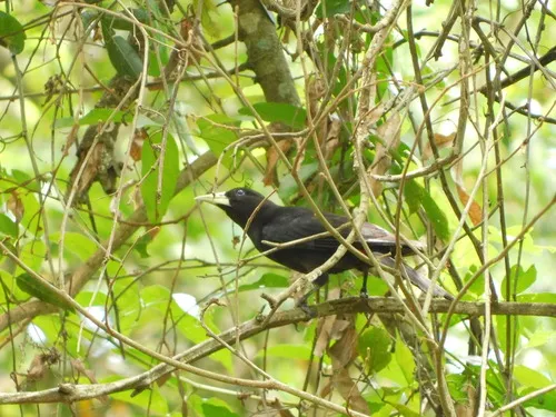 Red-rumped Cacique